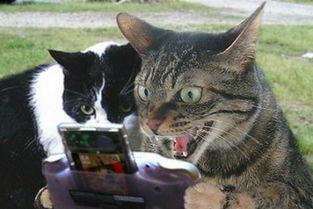 国产猫帅气捕食动物视频,捕食瞬间，尽显雄风